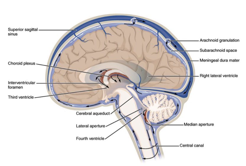 High And Low Pressure Headache Headache Australia