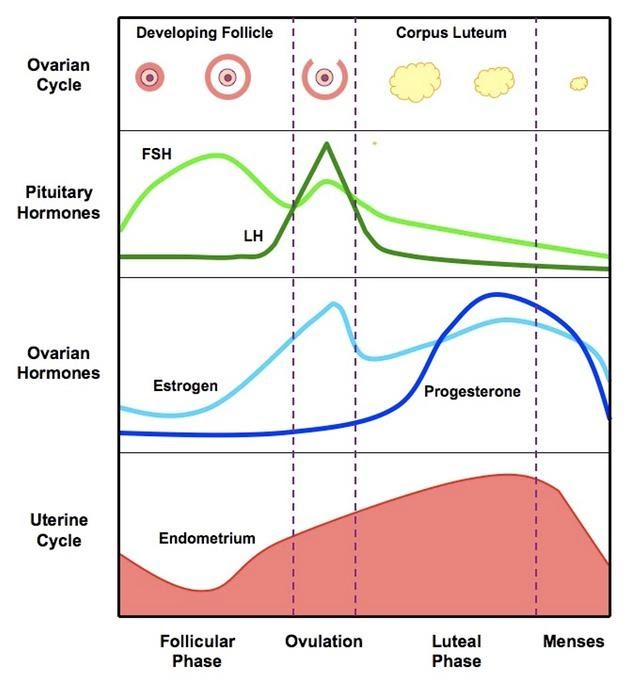 Diagram showing the phases of the menstrual cycle, to help manage hormonal triggers.