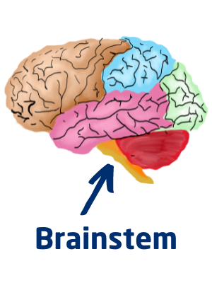 Diagram of the brain showing the brainstem
