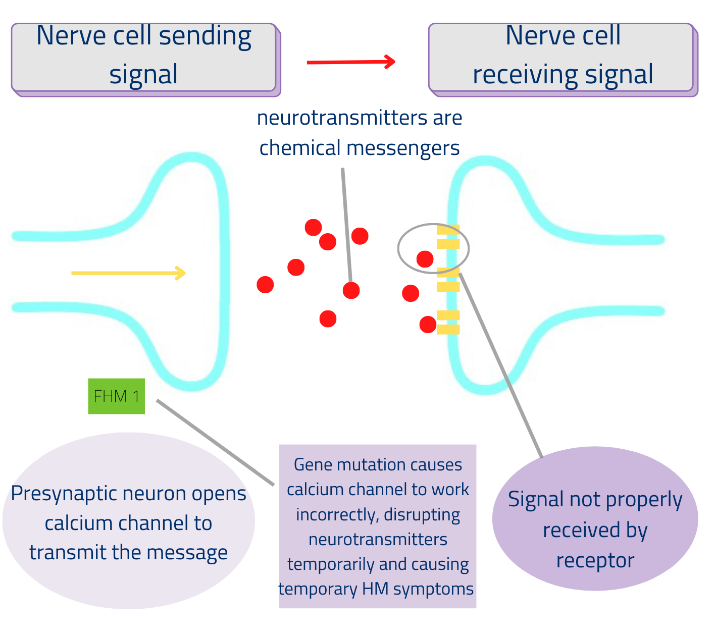 Diagram showing the action of neurotransmitters during a hemiplegic migraine attack.