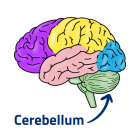 Diagram showing where the cerebellum is in the brain.